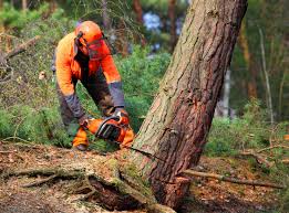 How Our Tree Care Process Works  in  Wormleysburg, PA