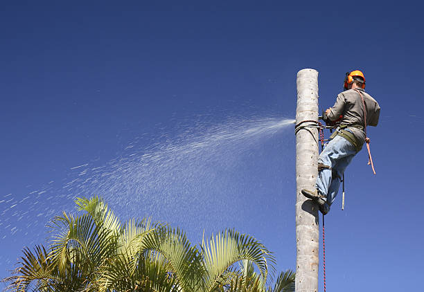 Reliable Wormleysburg, PA Tree Care Solutions