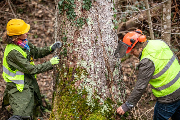 How Our Tree Care Process Works  in  Wormleysburg, PA